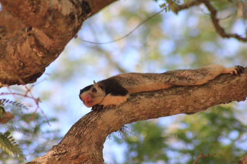 From: Hiriketiya/ Tangalle - YALA Safari Tour - Patanangala gives the safari a pause