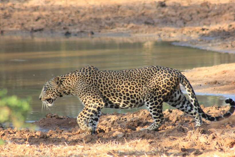 From: Hiriketiya/ Tangalle - YALA Safari Tour - What the $43 price really covers