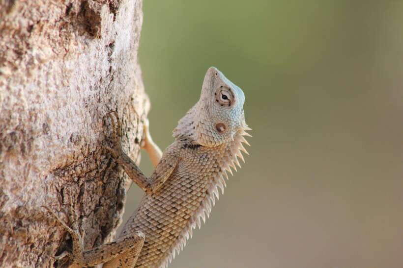 From: Hiriketiya/ Tangalle - YALA Safari Tour - Who will enjoy this trip most