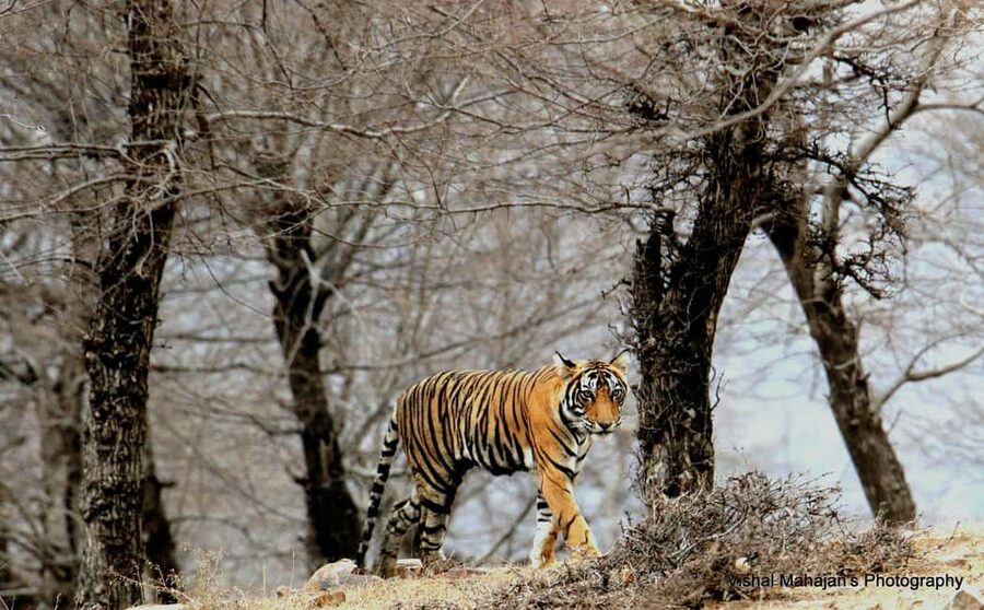 From Jaipur: One Day Trip to Ranthambore Tiger Safari - Key points before you book
