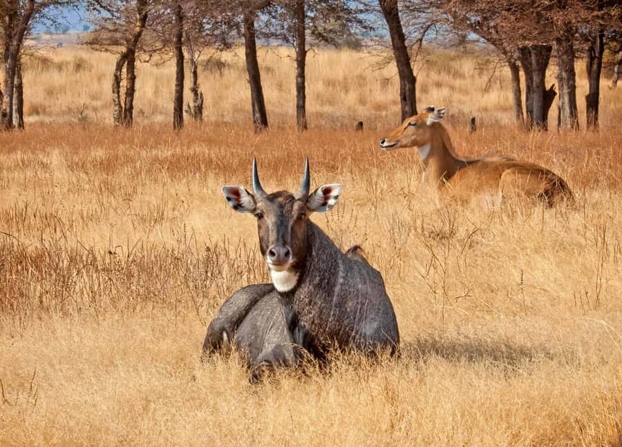 From Jaipur: One Day Trip to Ranthambore Tiger Safari - The long road from Jaipur to Sawai Madhopur