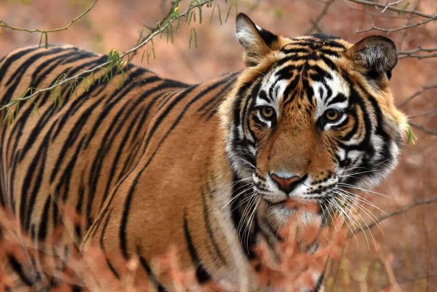 From Jaipur: One Day Trip to Ranthambore Tiger Safari - The 2:30 PM game drive