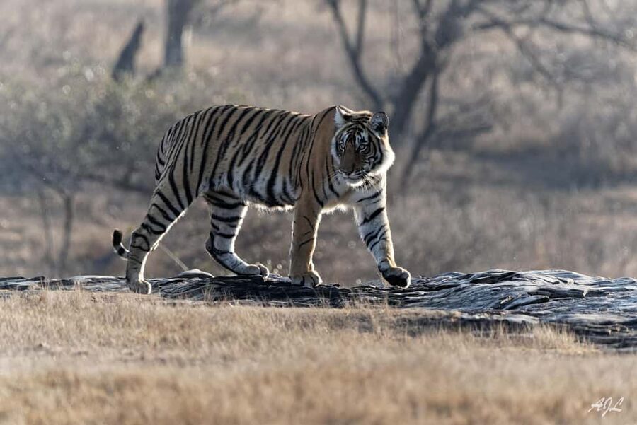 From Jaipur: One Day Trip to Ranthambore Tiger Safari - Who should book this day trip?