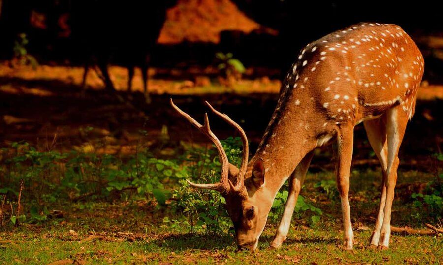 From Jaipur: One Day Trip to Ranthambore Tiger Safari - Final verdict: book it for convenience, not certainty