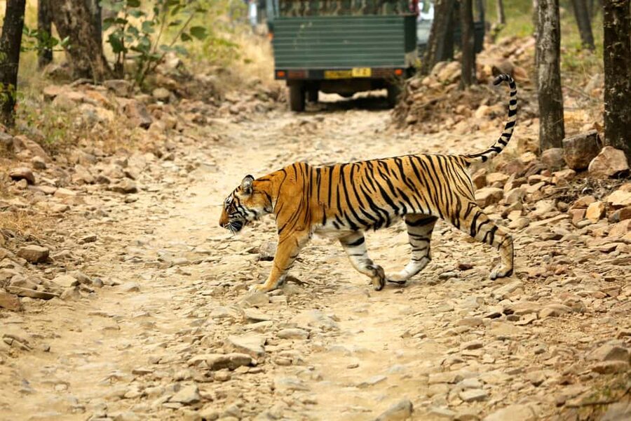 From Jaipur: One Day Trip to Ranthambore Tiger Safari - What makes Ranthambore special