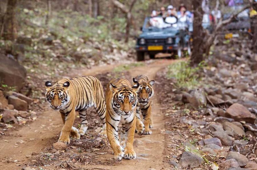 From Jaipur: Praivte Ranthambore Tour By Jeep Canter Safari - Key points to know before booking