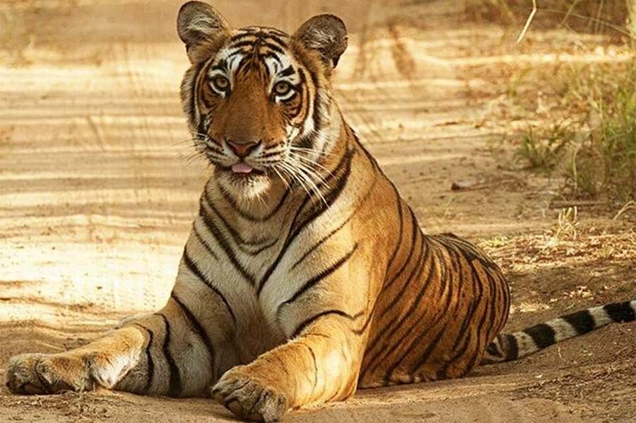 From Jaipur: Praivte Ranthambore Tour By Jeep Canter Safari - Sawai Madhopur and the park entrance