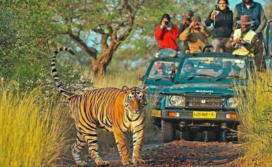 From Jaipur: Praivte Ranthambore Tour By Jeep Canter Safari - Jeep or canter: the choice that changes the safari