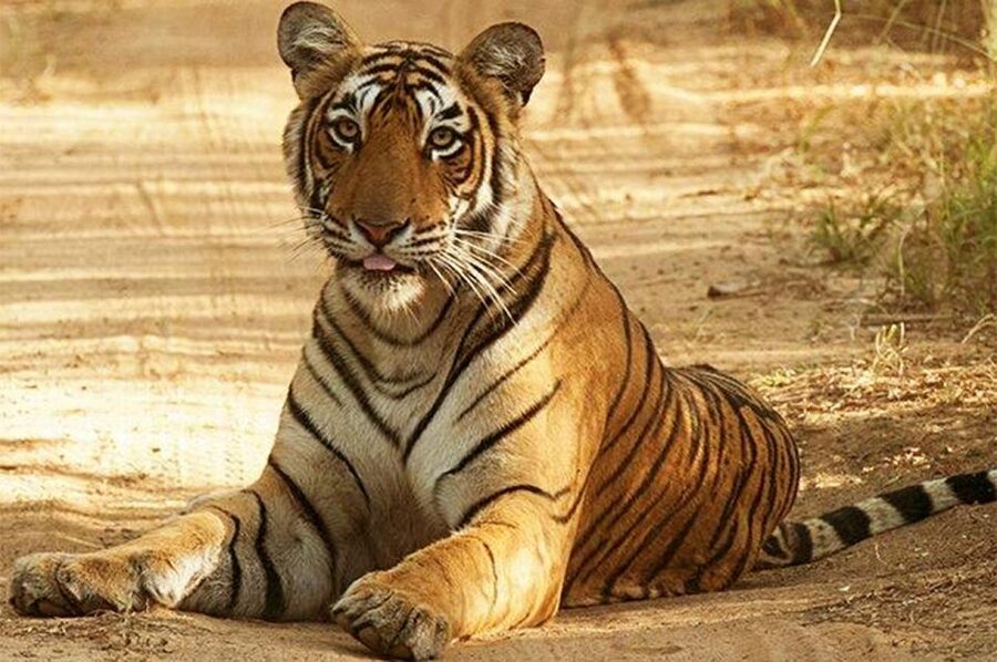 From Jaipur: Praivte Ranthambore Tour By Jeep Canter Safari - The afternoon light and the ride back