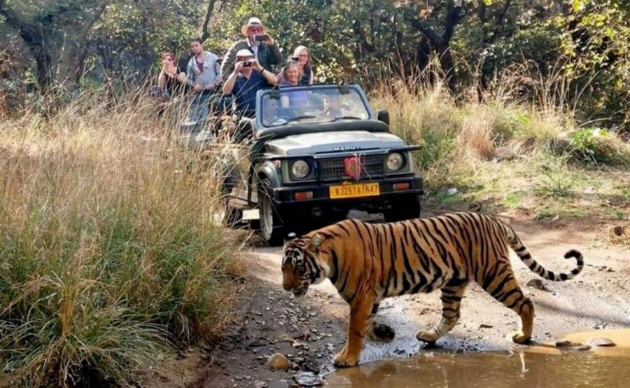 From Jaipur: Praivte Ranthambore Tour By Jeep Canter Safari - Rural Women Craft: a useful local stop