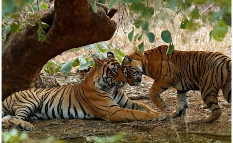 From Jaipur: Praivte Ranthambore Tour By Jeep Canter Safari - Who should book this day trip?