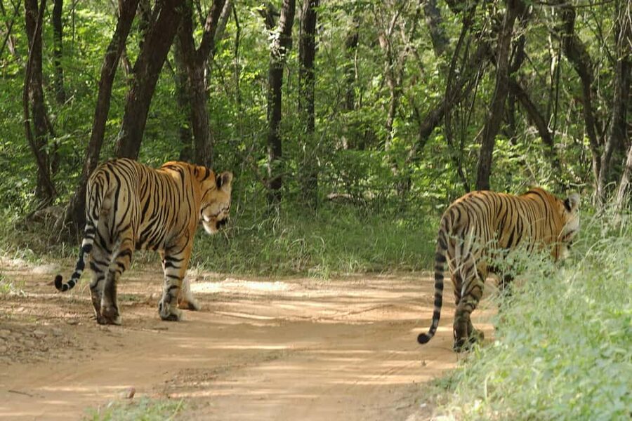 From Jaipur: Ranthambore National Park Day Trip with Safari - Jeep or canter: choosing the right safari vehicle