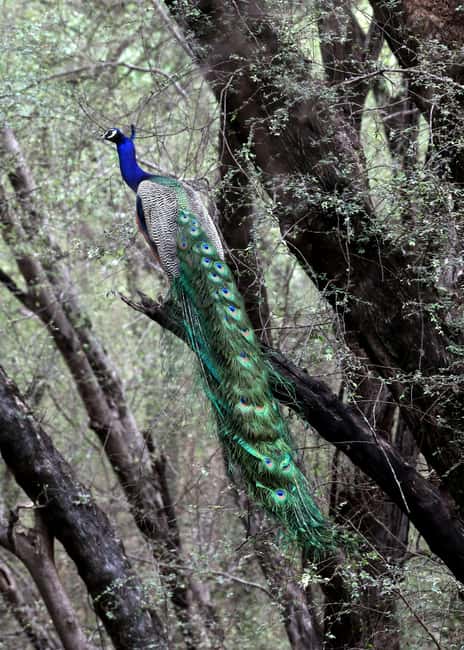 From Jaipur: Ranthambore National Park Day Trip with Safari - Safari zones and the luck factor
