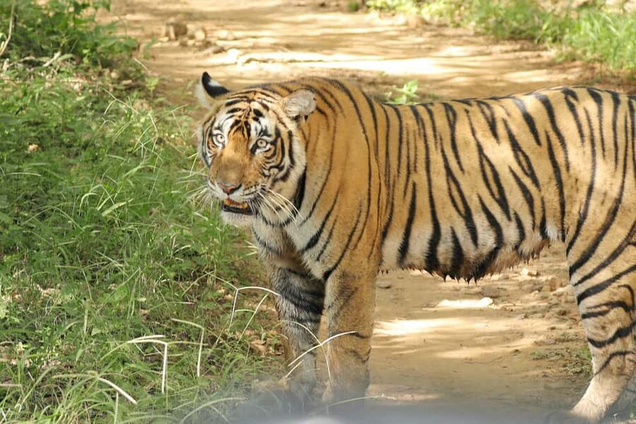 From Jaipur: Ranthambore National Park Day Trip with Safari - Weather, comfort, and what to pack