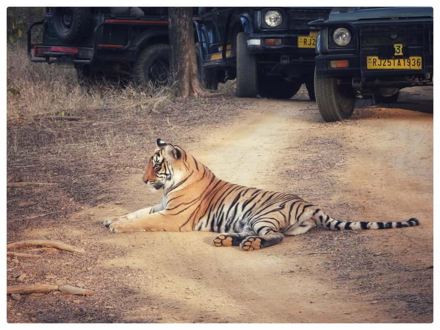 From Jaipur: Ranthambore National Park Day Trip with Safari - Is $85 good value?