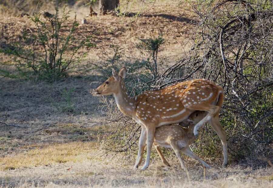 From Jaipur: Ranthambore National Park Day Trip with Safari - Who should book this Jaipur safari?