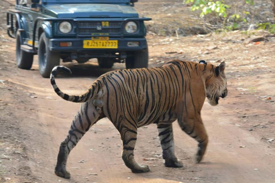 From Jaipur: Ranthambore National Park Day Trip with Safari - Arriving at Ranthambore National Park