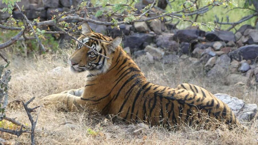 From Jaipur: Sariska National Park Day trip with Safari - The Jaipur to Sariska road trip