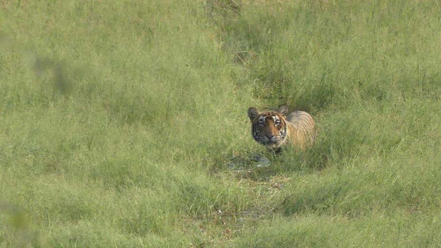 From Jaipur: Sariska National Park Day trip with Safari - Tiger sightings depend on luck, not promises