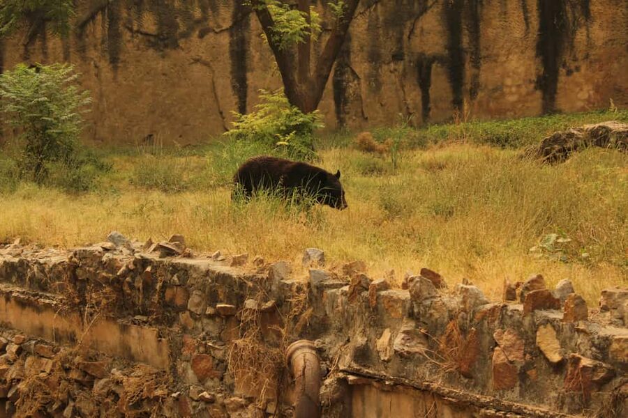 From Jaipur: Sariska National Park Day trip with Safari - Jeep or canter: the choice affects the whole ride