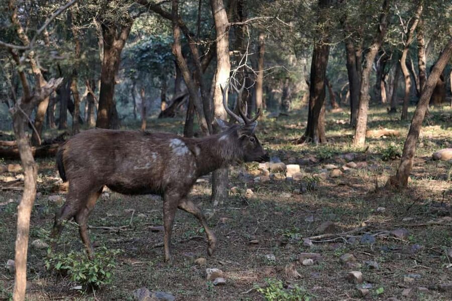From Jaipur: Sariska National Park Day trip with Safari - Waiting and timing can be part of the day