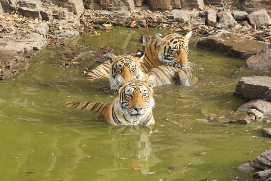 From Jaipur: Sariska National Park Day trip with Safari - Is $82 a fair price?