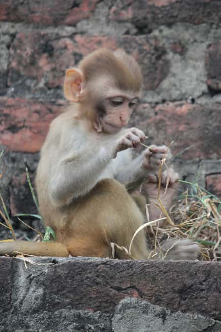 From Jaipur: Sariska National Park Day trip with Safari - Should you book the Sariska day trip?