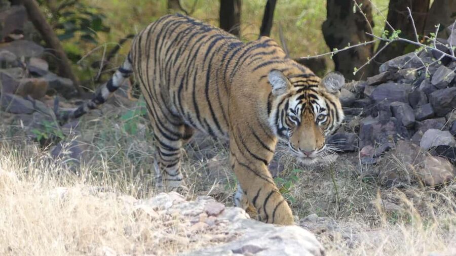 From Jaipur: Sariska National Park Day trip with Safari - At Sariska, the forest department runs the safari