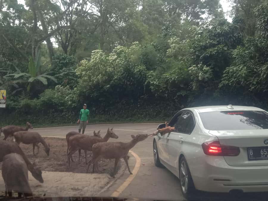 From Jakarta: Private Taman Safari Day Tour - Key points before you book
