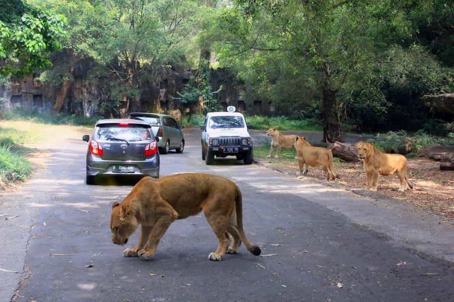 From Jakarta: Private Taman Safari Day Tour - Why Taman Safari makes a good Jakarta escape