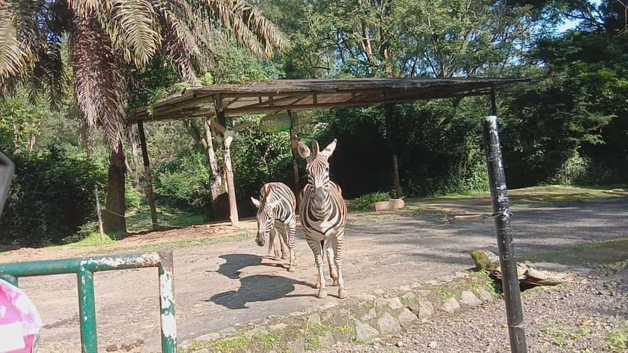 From Jakarta: Private Taman Safari Day Tour - What the $107 price really includes