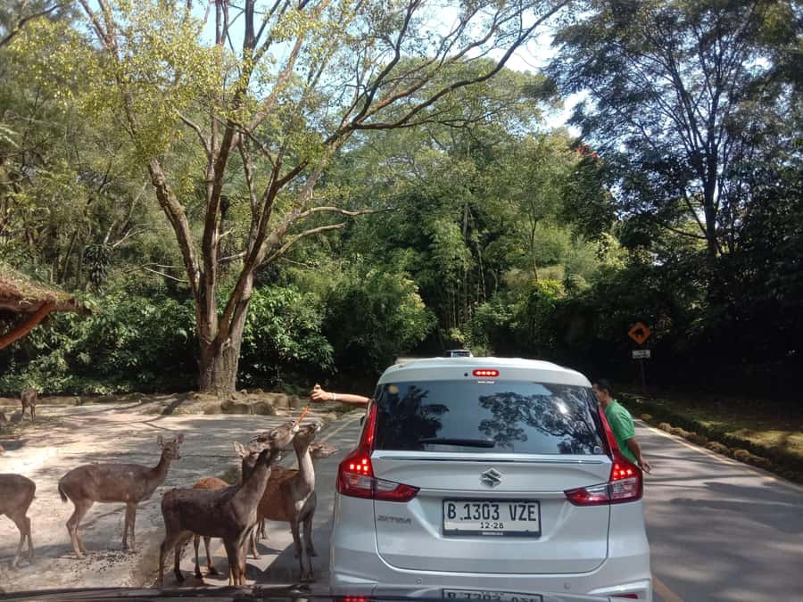 From Jakarta: Private Taman Safari Day Tour - Who will enjoy this day most