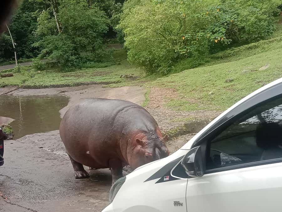 From Jakarta: Private Taman Safari Day Tour - The road from Jakarta to Bogor