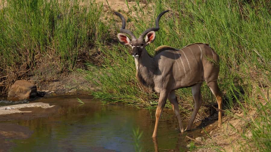 From Johannesburg: 2-Day Safari into Kruger National Park - The real shape of this two-day Kruger trip