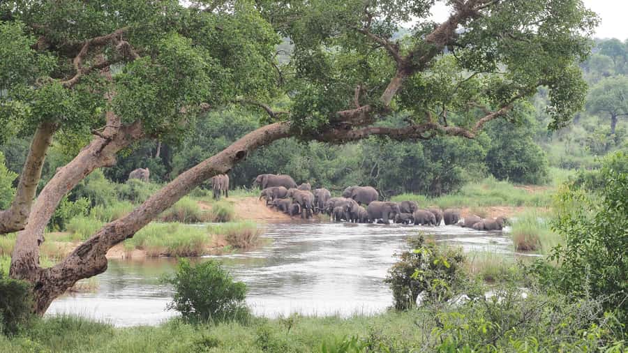 From Johannesburg: 2-Day Safari into Kruger National Park - What $616 includes, and what it does not