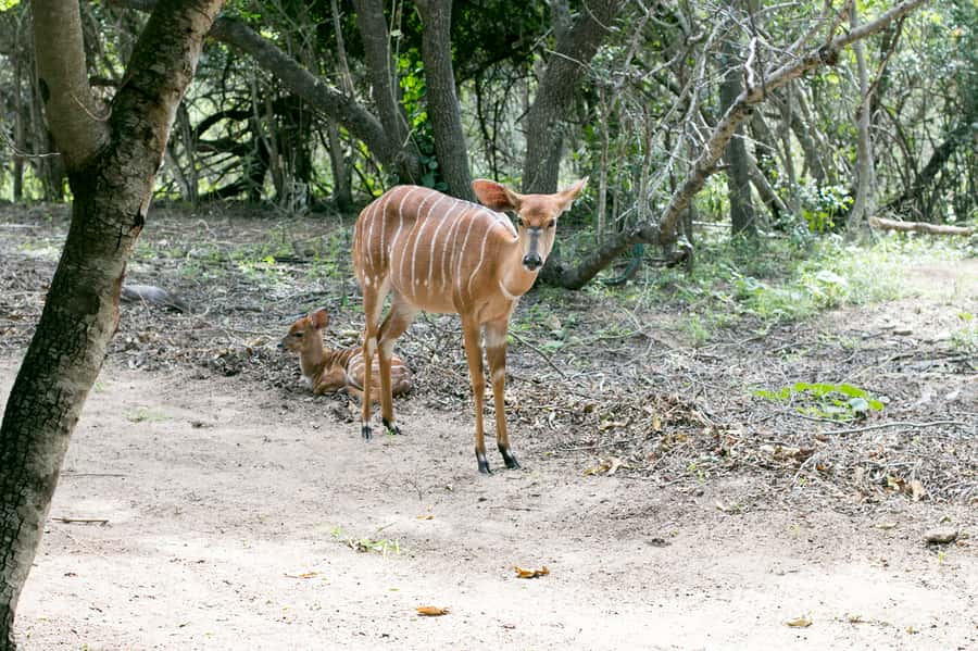 From Johannesburg: 3-Day Budget Tent Kruger Park Safari - Five things to know before booking
