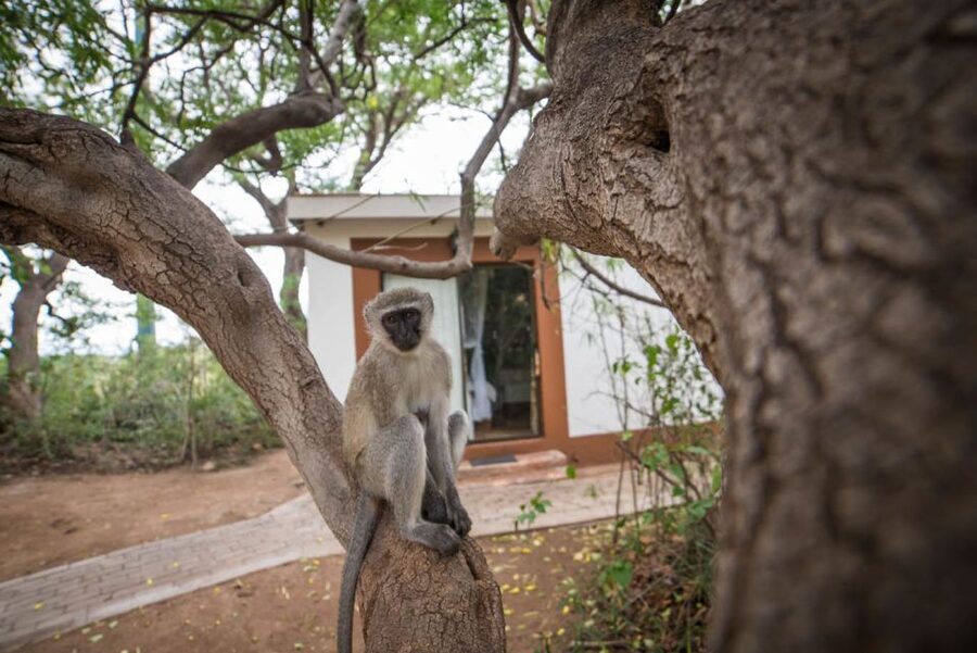 From Johannesburg: 6-Day Classic Kruger National Park Safari - Day 4: Conservation at Moholoholo and another Balule drive