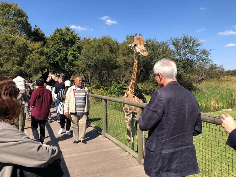 From Johannesburg: Cradle of Humankind and Lion Safari - Why this day trip works so well