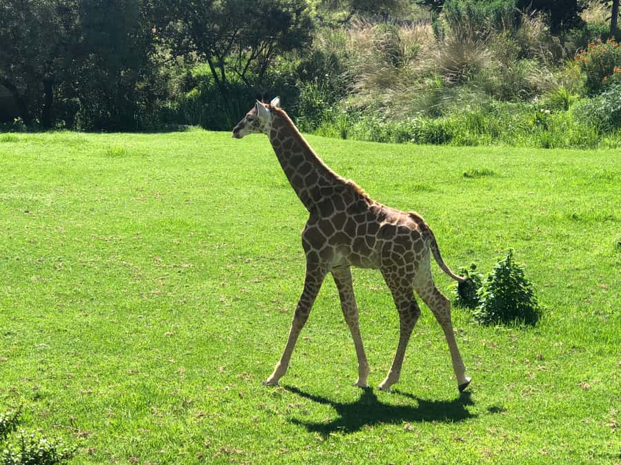 From Johannesburg: Cradle of Humankind and Lion Safari - A short break at the Five Dome shopping center