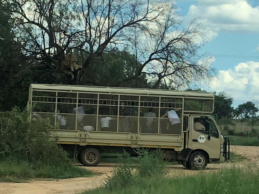 From Johannesburg: Cradle of Humankind and Lion Safari - Who should book this tour?