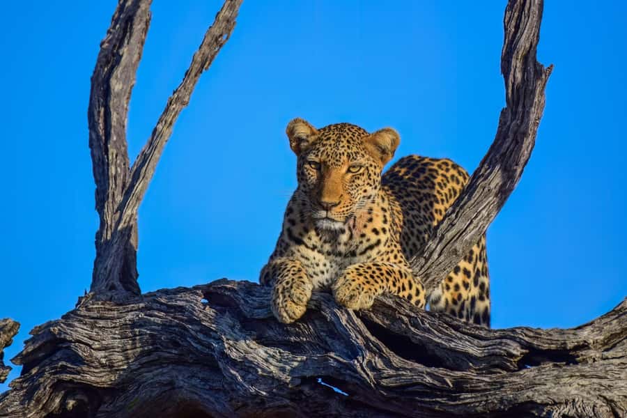 From Johannesburg: Full-Day Kruger National Park Safari - Key points to know before booking