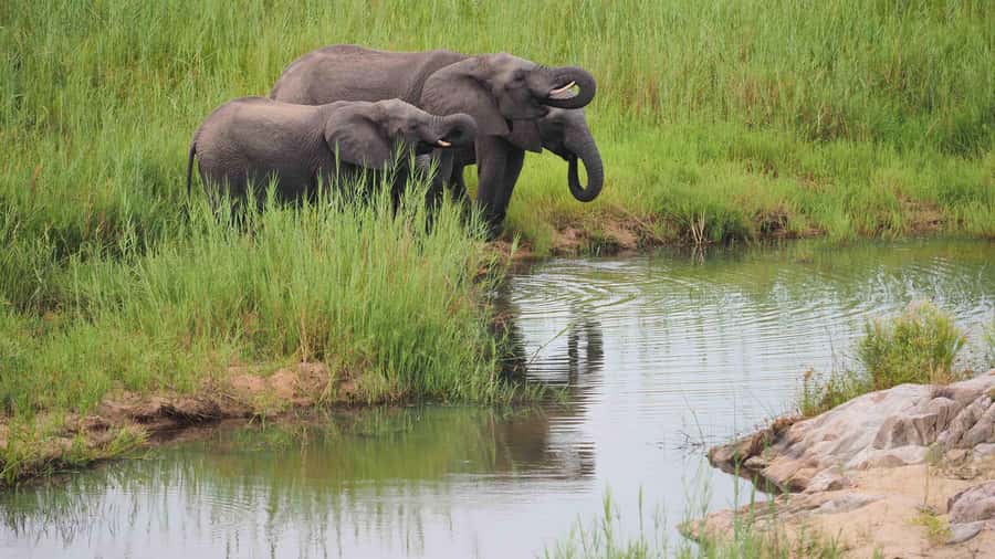 From Johannesburg: Full-Day Kruger National Park Safari - What the game drive is really like