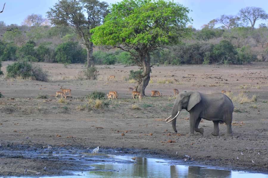 From Johannesburg: Full-Day Kruger National Park Safari - The long ride back to Johannesburg