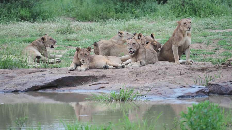 From Johannesburg: Full-Day Kruger National Park Safari - Is $435 a fair price?