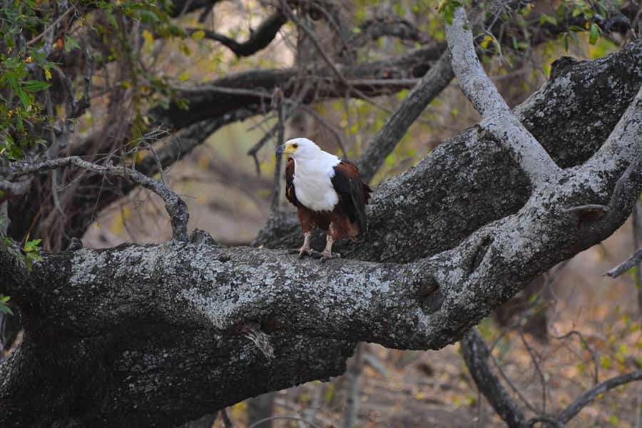 From Johannesburg: Full-Day Kruger National Park Safari - Who should book this safari?