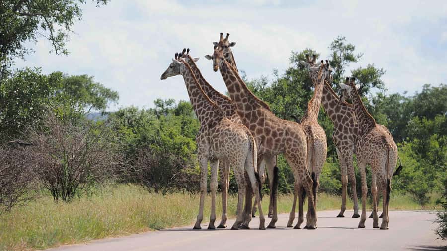 From Johannesburg: Full-Day Kruger National Park Safari - Practical tips for getting more from the day