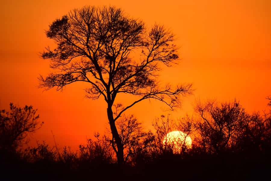 From Johannesburg: Full-Day Kruger National Park Safari - Breakfast in Middelburg, then coffee near Nelspruit
