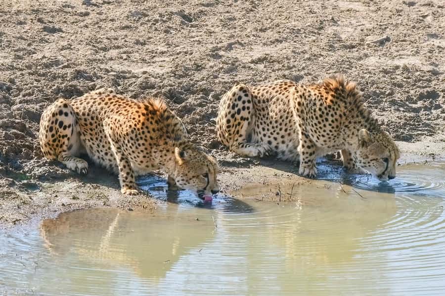 From Johannesburg: Kruger National Park 3-Day Safari - Key points before you book