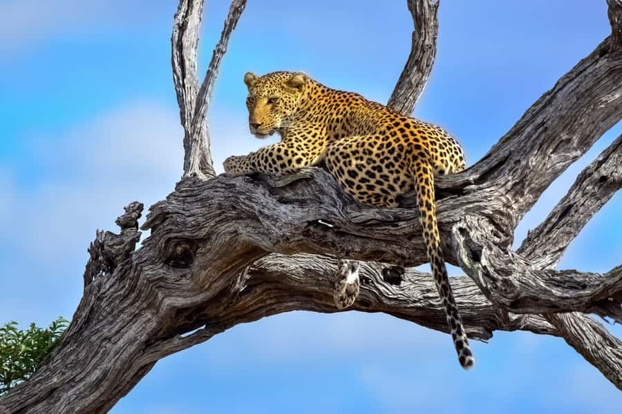 From Johannesburg: Kruger National Park 3-Day Safari - Two nights near Hazyview