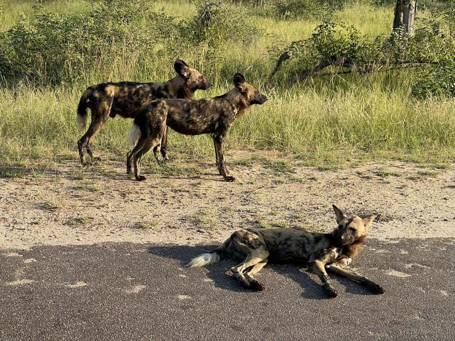 From Johannesburg: Kruger National Park 3-Day Safari - Dawn brings the best safari odds